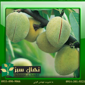 قیمت و خرید نهال بادام پسته ای Pistachio almond seedlings