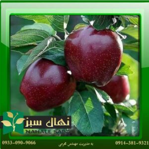 قیمت و خرید نهال سیب استارکینگ Starking apple seedling