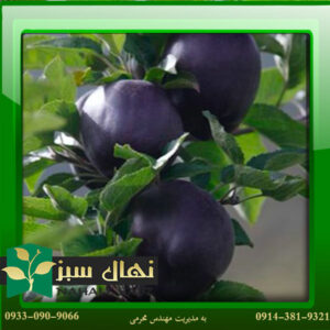 قیمت و خرید نهال سیب جرومین - سیاه Geromin apple seedling