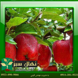 قیمت و خرید نهال سیب ردچیف Redchief apple seedling