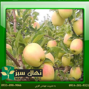 قیمت و خرید نهال سیب رندرز Rendars apple seedling