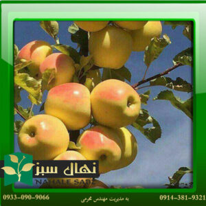 قیمت و خرید نهال سیب زرد فرانسه French apple seedlings