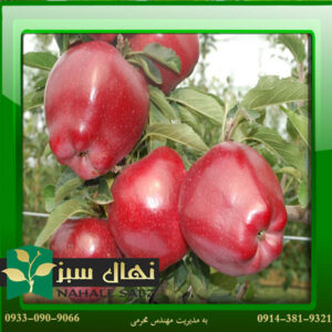 قیمت و خرید نهال سیب سوپر چف Superchef apple seedling