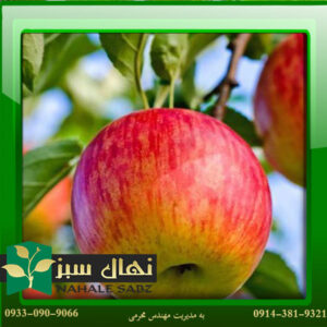 قیمت و خرید نهال سیب فوجی Fuji apple seedling