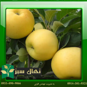 قیمت و خرید نهال سیب لبنان Lebanese apple seedlings