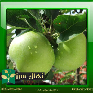قیمت و خرید نهال سیب گرانی اسمیت - سیب سبز Garni Smith apple seedling