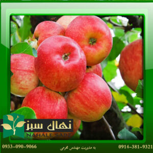 قیمت و خرید نهال سیب گلاب Gulab apple seedling