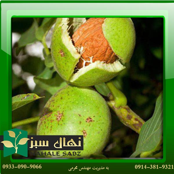 قیمت و خرید نهال گردو بیلچک Balechak walnut seedling