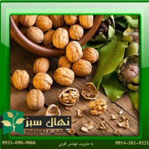 قیمت و خرید نهال گردو تویسرکان Walnut seedlings in Tuisarkan