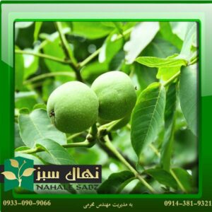 قیمت و خرید نهال گردو رقم جمال Jamal variety walnut seedlings