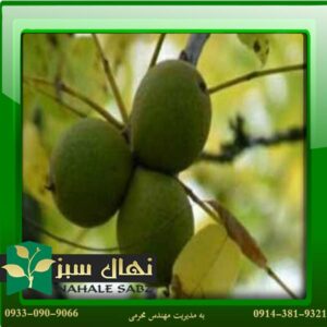 قیمت و خرید نهال گردو کاما Kama walnut seedlings