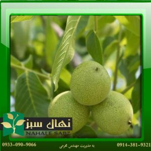 قیمت و خرید نهال گردو یالووا Yalova walnut seedlings