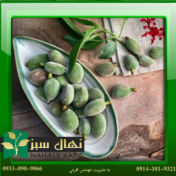قیمت و خرید نهال بادام حریر Silk almond seedlings