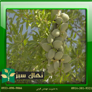 قیمت و خرید نهال بادام یلدا (Yalda almond seedlings)