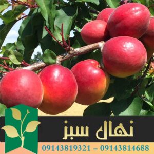 قیمت و خرید آنلاین نهال زردآلو پوست قرمز (Red-skinned apricot seedlings)