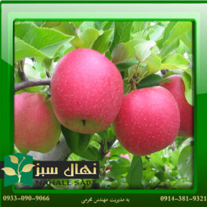 قیمت و خرید نهال سیب گالا Gala apple seedling