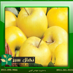 قیمت و خرید نهال سیب گلدن دلیشز Golden Delicious apple seedling