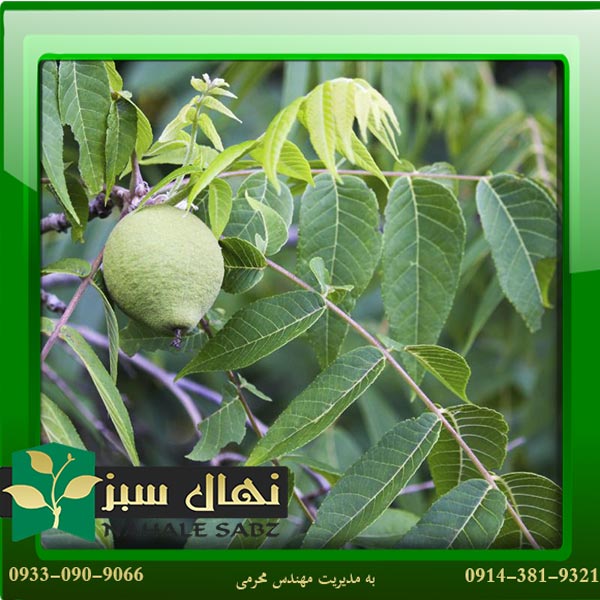 قیمت و خرید نهال گردو خوشه اسراییلی Israeli cluster walnut seedlings
