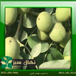قیمت و خرید نهال گردو وینا Veena walnut seedling