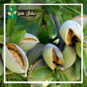 قیمت وخرید آنلاین نهال بادام مامایی (Midwifery almond seedlings)