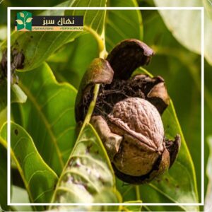 قیمت و خرید نهال گردو بیلچک (Balechak walnut seedling)