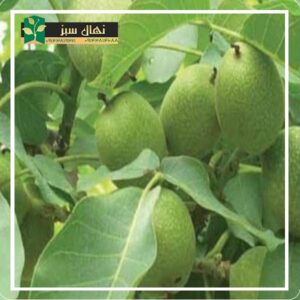 قیمت و خرید نهال گردو فرانکت (Francket walnut seedlings)
