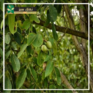 قیمت و خرید نهال گردو هارتلی (Hartley walnut seedling)
