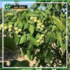 قیمت و خرید نهال گردو خوشه اسراییلی(Israeli cluster walnut seedlings)