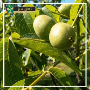 نهال گردو رقم جمال (Jamal variety walnut seedlings)