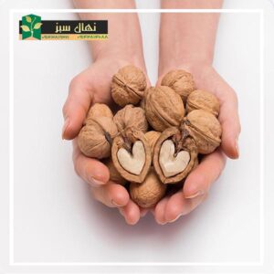 قیمت و خرید نهال گردو سان­لند (Sunland walnut seedlings)