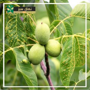 قیمت و خرید نهال گردو وینا (Veena walnut seedling)