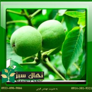 قیمت و خرید نهال گردو جمال Z63 (Jamal Z63 walnut seedling)