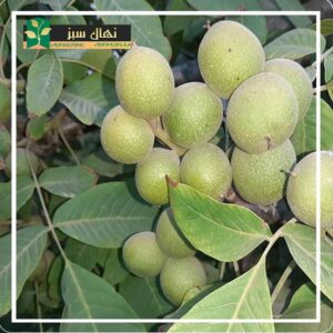 قیمت و خرید نهال گردو مراغه (Maragheh walnut seedlings)