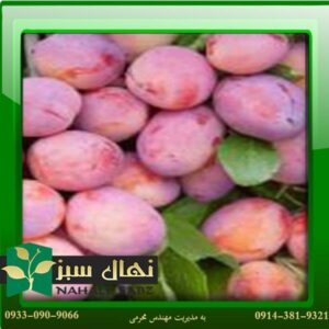 قیمت و خرید نهال آلو هانی رزا Plum seedling Hani Roza