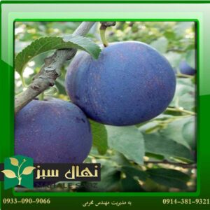 قیمت و خرید نهال آلو بلوفای Blufay plum seedling