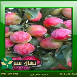 قیمت و خرید نهال آلو کاکات فروت Seedlings of plums and fruit