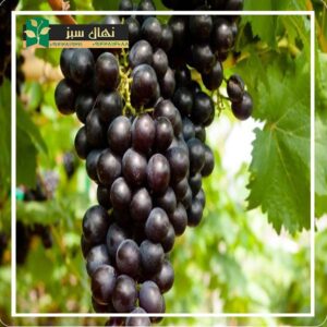 قیمت و خرید نهال انگور فرانسوی (French grape seedlings)
