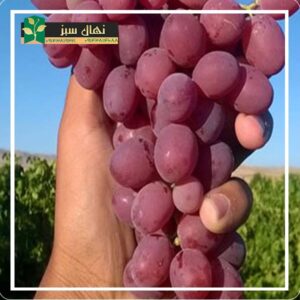 قیمت و خرید نهال انگور قزل اوزوم (Qezel Ozum grape seedling)