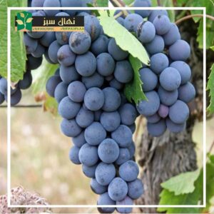 قیمت و خرید نهال انگور صاحبی سیاه (Sahibi black grape seedling)