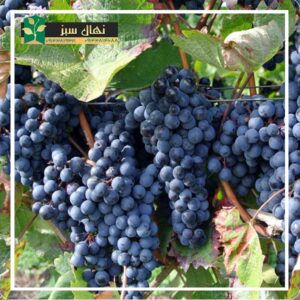 قیمت و خرید نهال انگور سیاه سردشت Sardasht black grape seedling