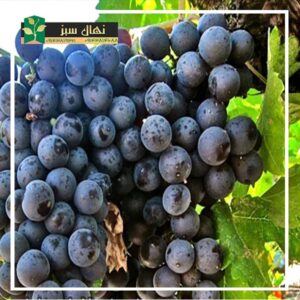 قیمت و خرید نهال انگور شانی (Shani grape seedling)