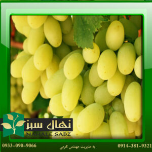 قیمت و خرید نهال انگور دیزماری Dizmari grape seedling