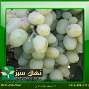 قیمت و خرید نهال انگور رازقی Razaghi grape seedling