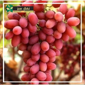 قیمت و خرید نهال انگور کریمسون - بی دانه (Crimson grape seedling)
