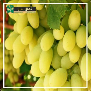 قیمت و خرید نهال انگور دیزماری (Dizmari grape seedling)