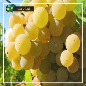 قیمت و خرید نهال انگور فخری (Fakhri grape seedling)