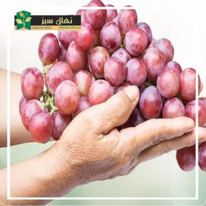 قیمت و خرید نهال انگور کندری - زود رس (Kondri grape seedling)