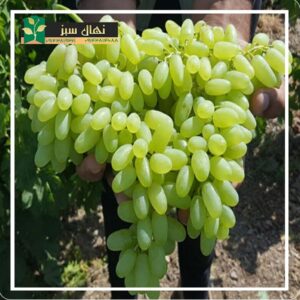 قیمت و خرید نهال انگور پیکامی (Pikami grape seedling)