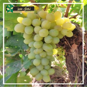 قیمت و خرید نهال انگور رازقی (Razaghi grape seedling)
