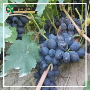 قیمت و خرید نهال انگور شاهانی (Shahani grape seedling)